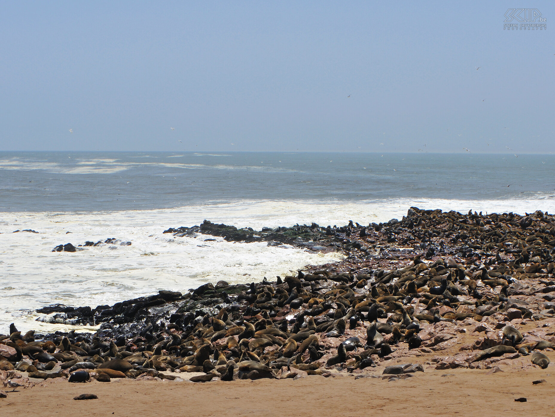 Kaap Kruis - Zeeleeuwen In Kaapkruis (Cape Cross) aan de Atlantische Oceaan zitten er duizenden zeeleeuwen. Lokaal noemen ze het 'Kaapse pelsrobben/Cape fur seals' maar het zijn zeeleeuwen en geen zeehonden. Stefan Cruysberghs